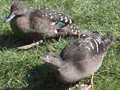 African Black Duck